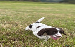 English Springer Spaniel dogs for sale: Stunning DNA Clear KC Springer Spaniel Puppies  - Image 9