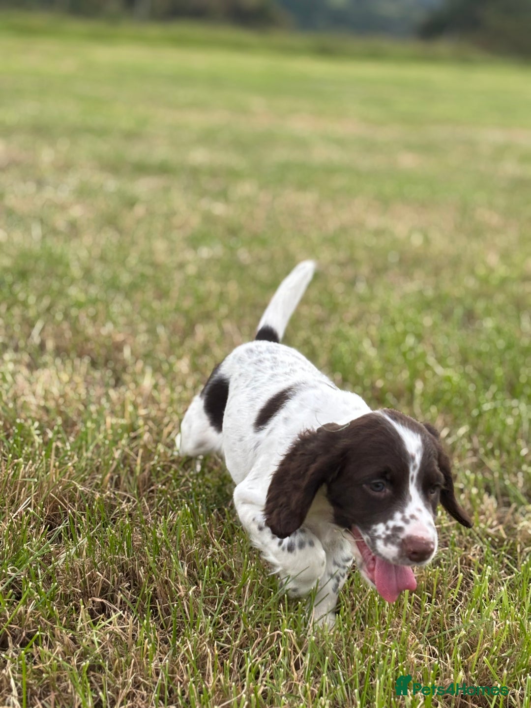 English Springer Spaniel dogs for sale: Stunning DNA Clear KC Springer Spaniel Puppies  - Image 9