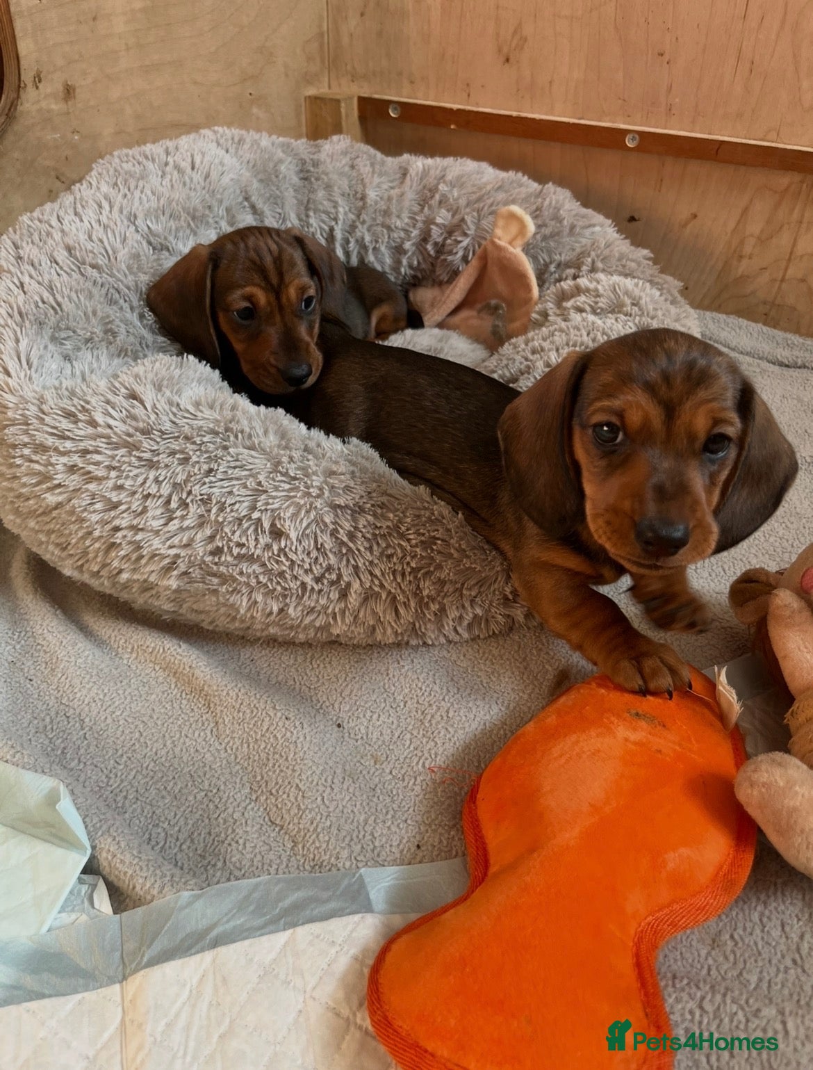 Miniature Dachshund dogs Our KC, PRA clear Mini dachshund  are for sale. - Advert 2