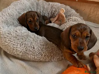 Miniature Dachshund dogs Our KC, PRA clear Mini dachshund are for sale. - Advert 2