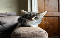 Mixed Breed cats for sale: Male Tabby Kitten For Sale  - Image 2