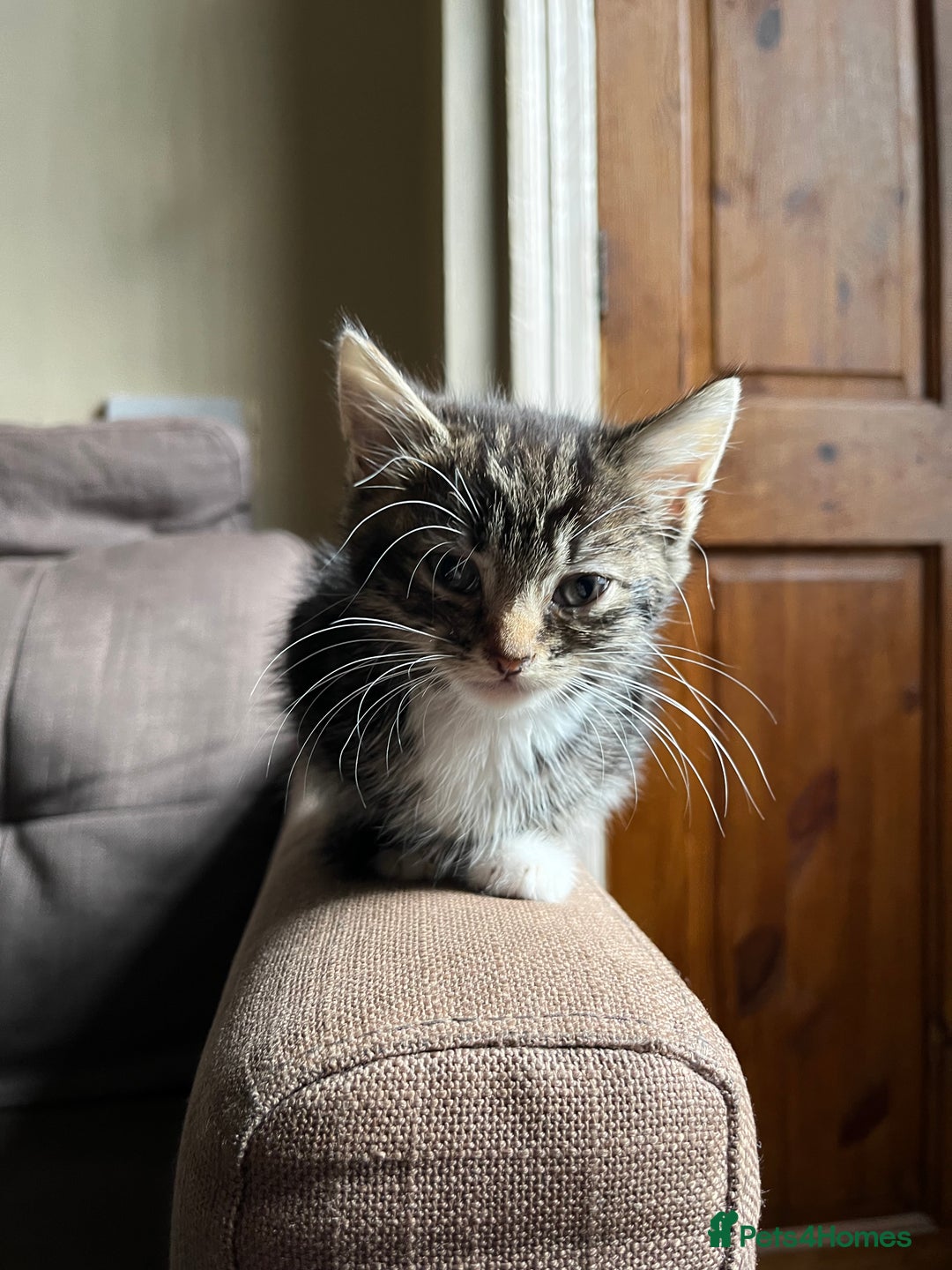 Mixed Breed cats for sale: Male Tabby Kitten For Sale  - Image 2
