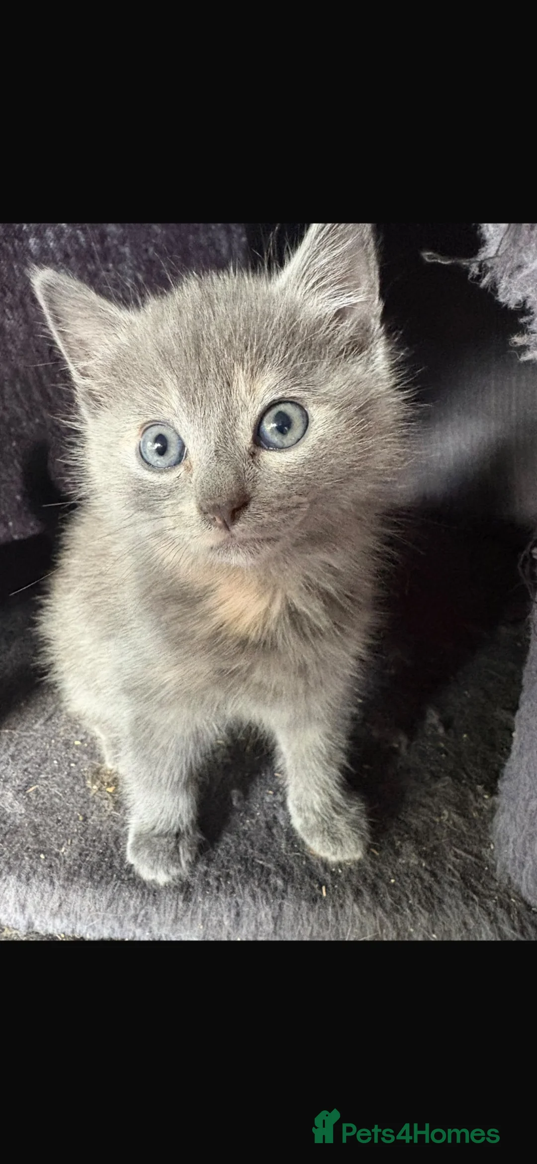 Mixed Breed cats for sale: 3 kittens  - Advert 4