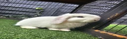 Mini Lop rabbits for sale: Beautiful Mini lops ❤️ - Advert 25