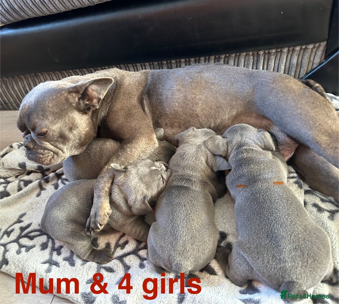French Bulldog dogs for sale: 4 Solid Blue French Bulldog Girls - Advert 33