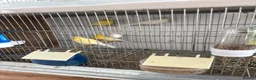 Canaries birds for sale: Canary - Advert 4