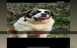 Saint Bernard dogs for sale: Stunning kc Saint Bernard puppies  - Image 27