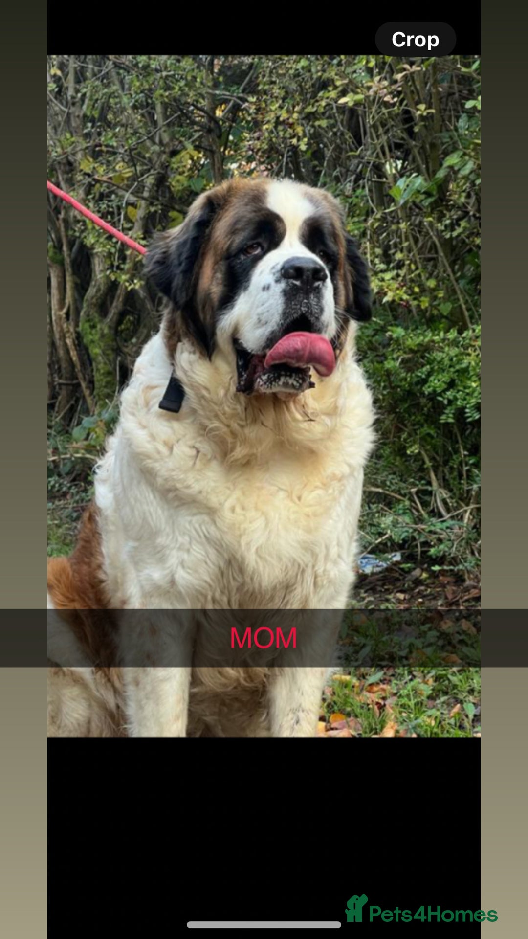 Saint Bernard dogs for sale: Stunning kc Saint Bernard puppies  - Image 27