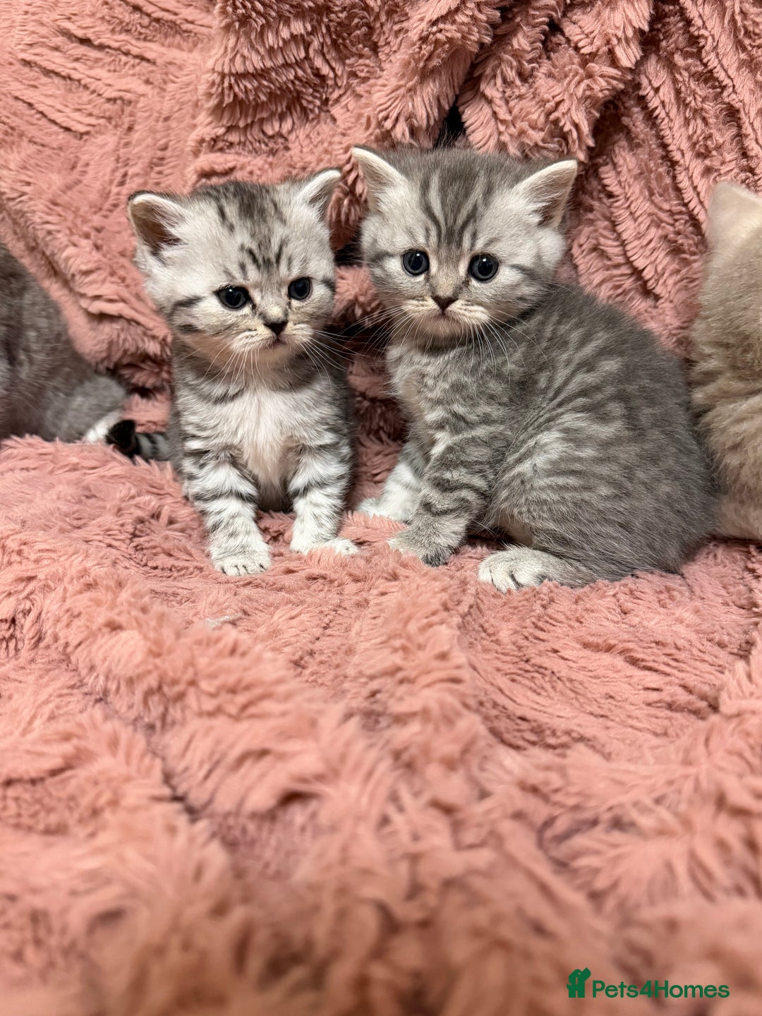 Persian cats for sale: 6 Beautiful Persians.  - Image 10