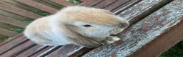 French Lop rabbits for sale: French Lop Bunnies in London - Advert 11