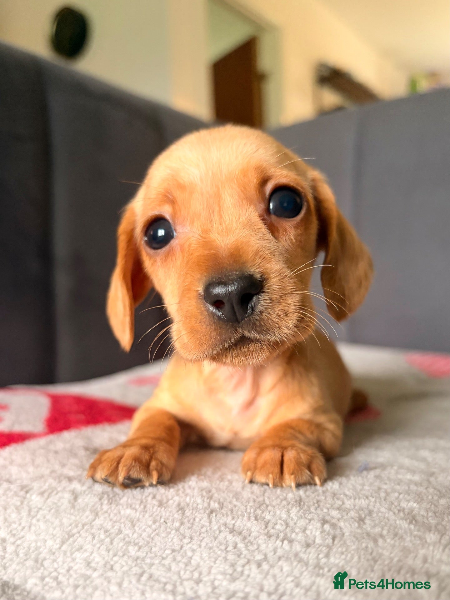 Miniature Dachshund dogs Smooth Haired Miniature Dachshund Puppies - Advert 2