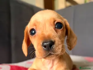 Miniature Dachshund dogs Smooth Haired Miniature Dachshund Puppies - Advert 2