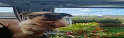 Biewer Terrier dogs for sale: READY TO GO Mini Purebred Biwer Yorkshire Terrier  - Advert 13