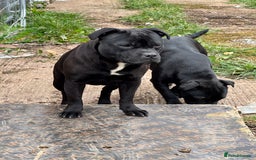 Staffordshire Bull Terrier dogs for sale: Black to blue health tested Staffords - Image 3