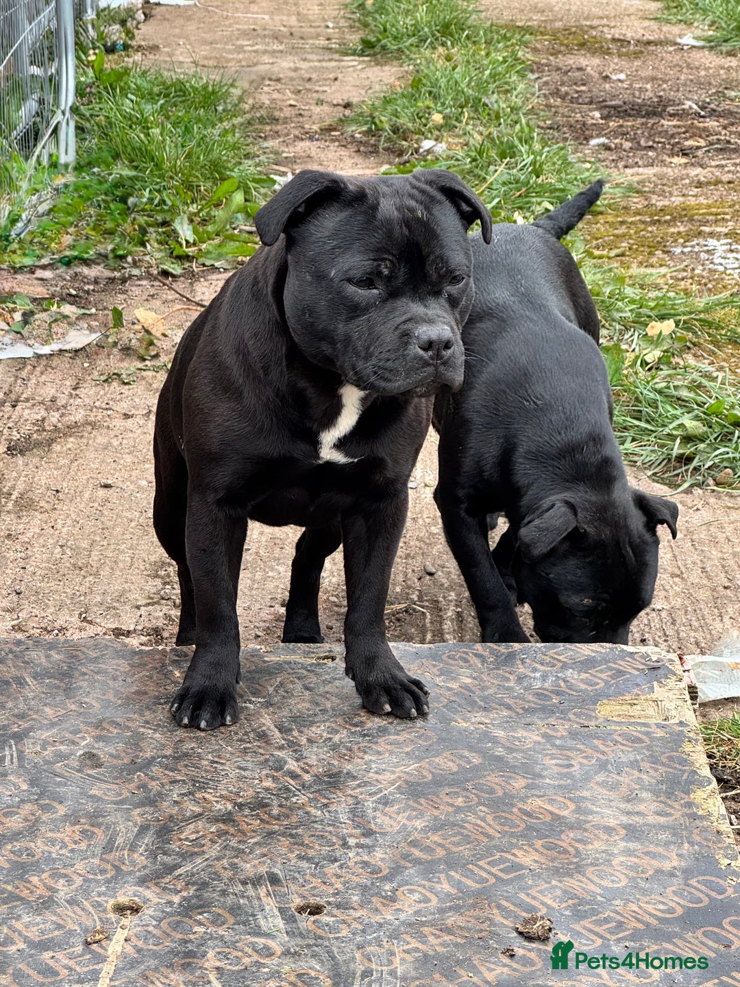 Staffordshire Bull Terrier dogs for sale: Black to blue health tested Staffords - Image 3