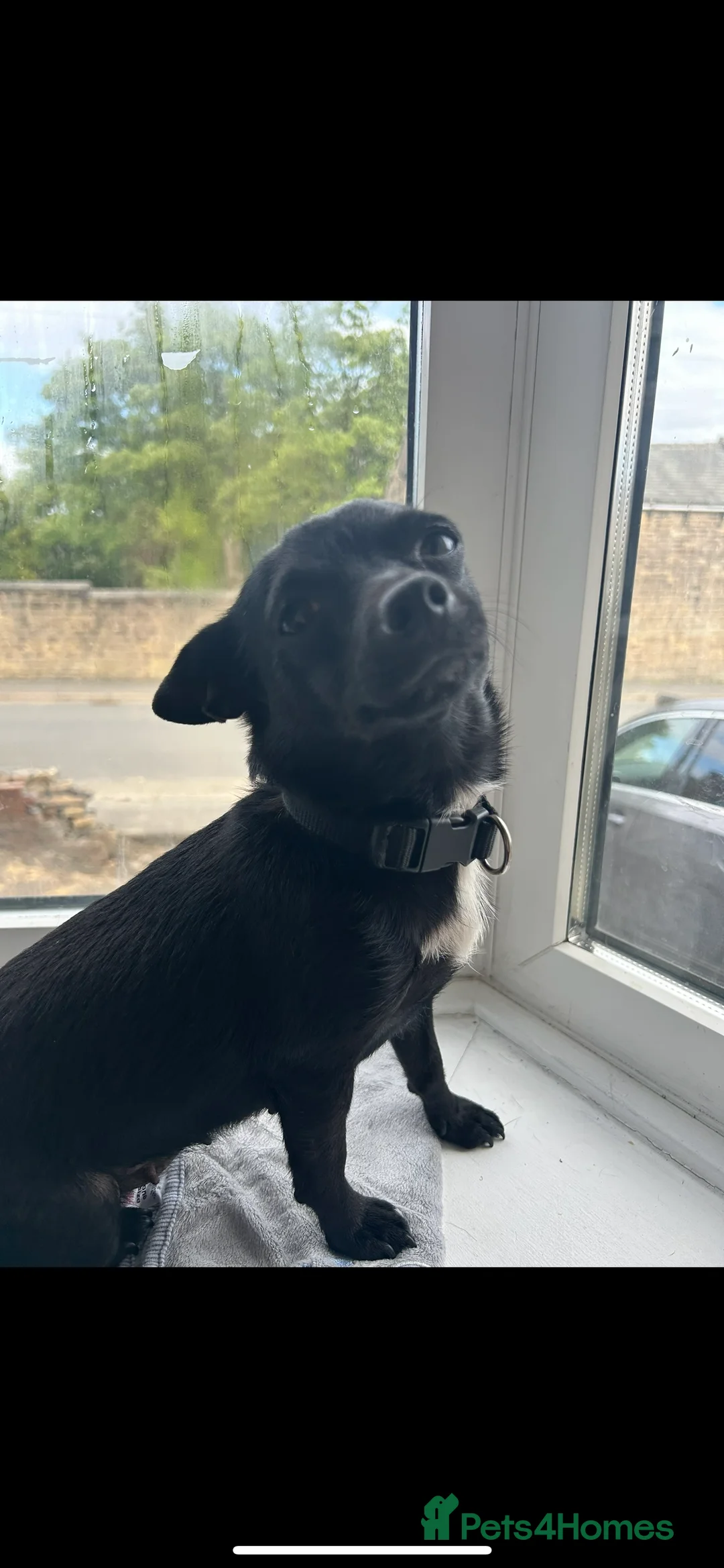 Chiweenie dogs for sale: Miniature Dachshund x Chihuahua  - Advert 21