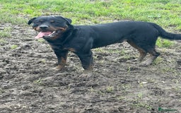 Rottweiler dogs for stud: Cruz available for Stud - Image 7