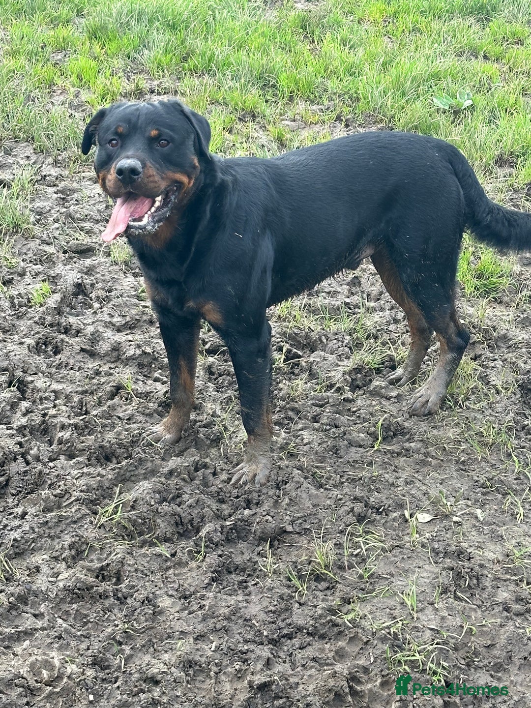 Rottweiler dogs for stud: Cruz available for Stud - Image 7