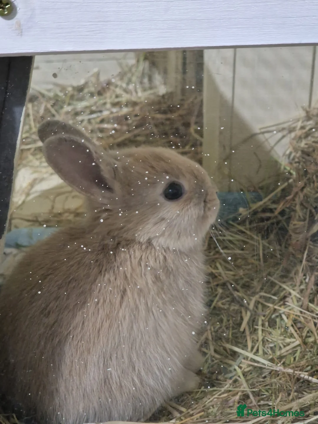 Mini Lop rabbits for sale: Adorable Rabbit Kits Looking for a Loving Home 🐰 - Advert 6