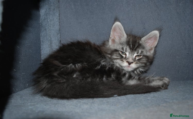 Maine Coon cats - Advert 5