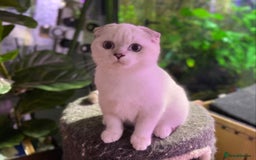 Munchkin cats for sale: Full Pedigree Munchkin kittens - Image 20
