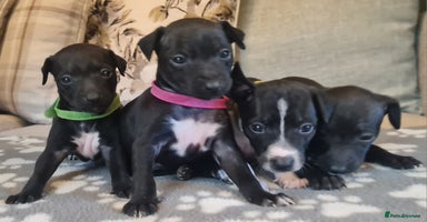 Italian Greyhound dogs - Advert 14