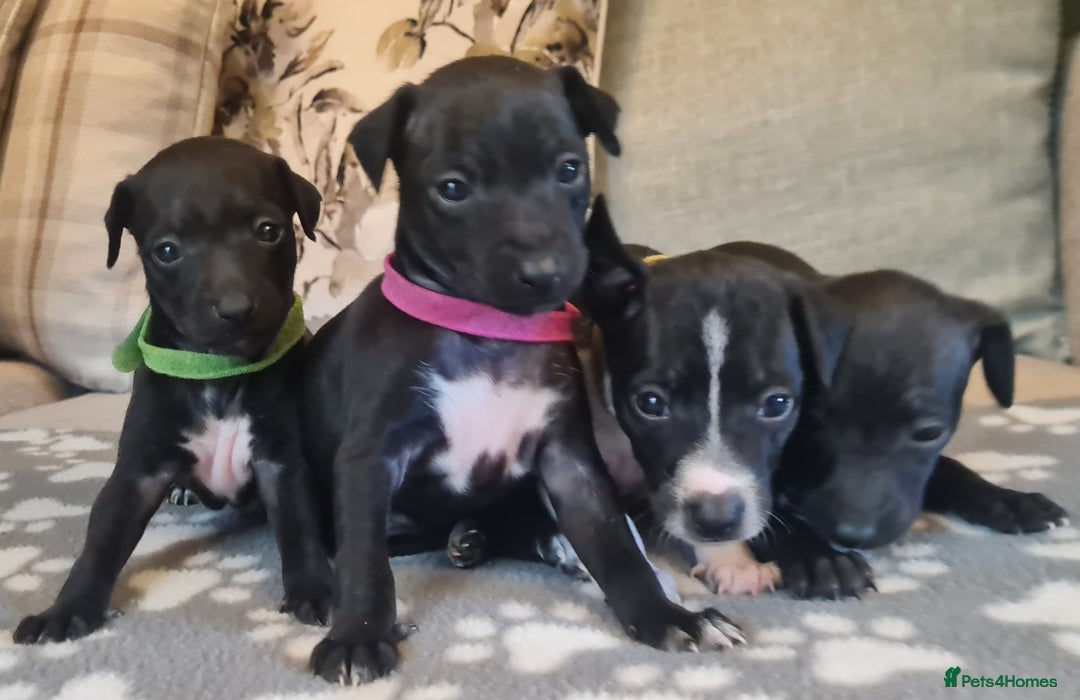 Italian Greyhound dogs for sale: Italian greyhounds - Image 2