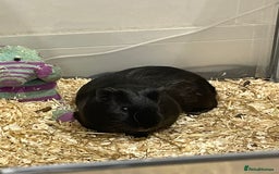 Guinea Pig rodents for sale: Storm ⛈️⛈️ - Image 2