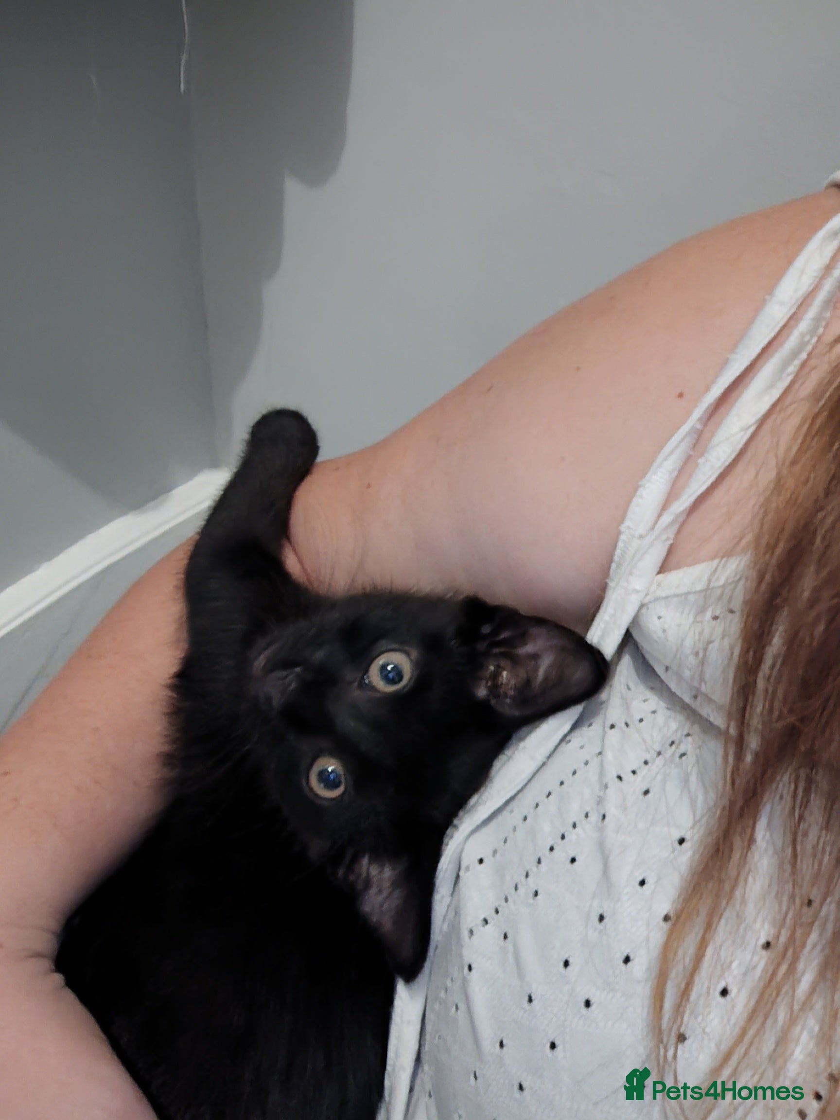 Mixed Breed cats Last little black male kitten with tabby markings  - Advert 1