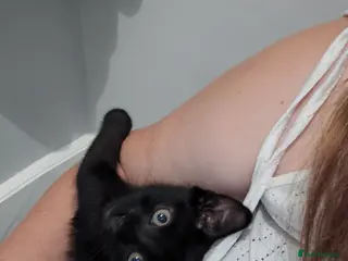 Mixed Breed cats Last little black male kitten with tabby markings - Advert 1