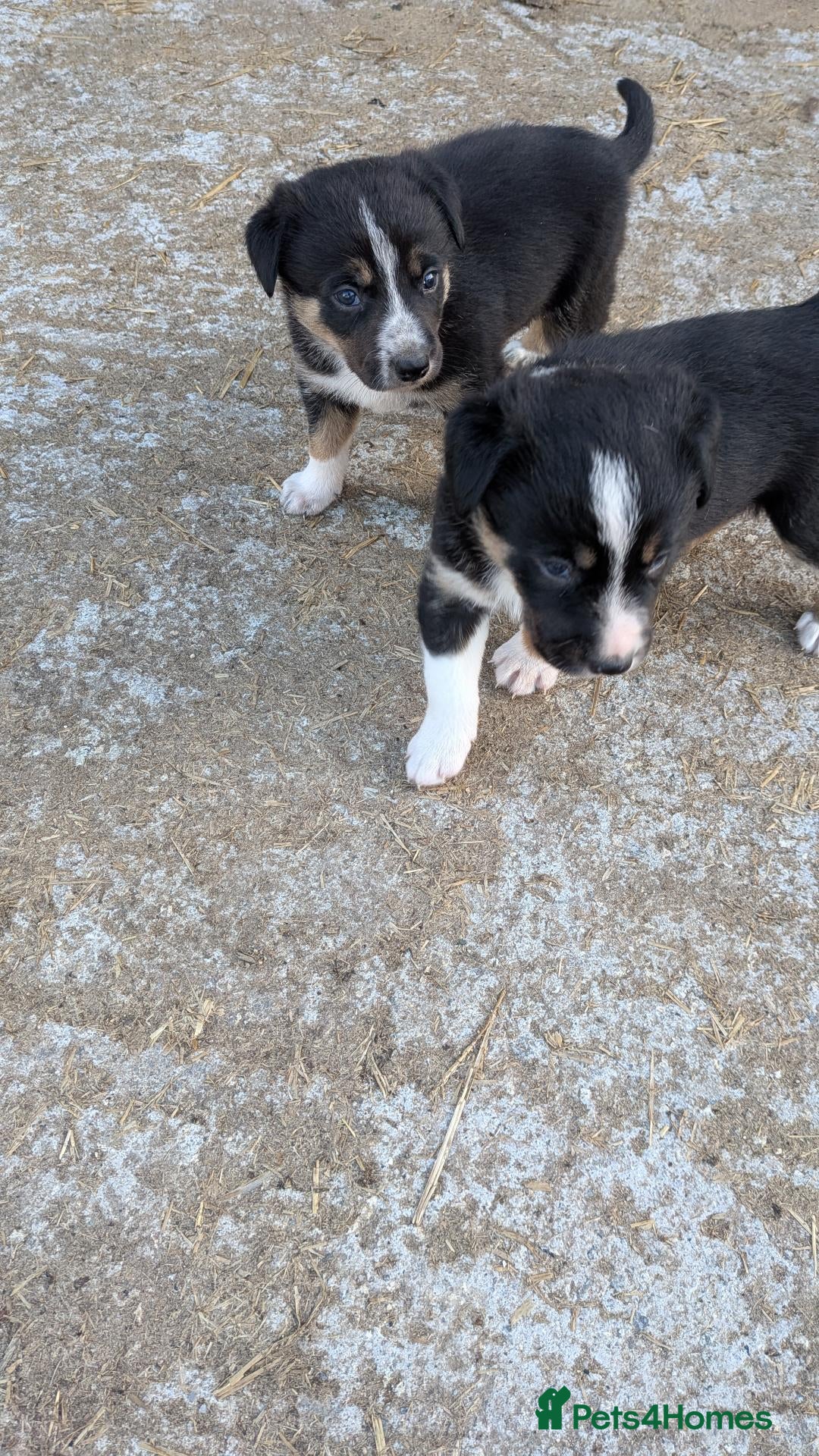 Border Collie dogs Tri coloured collie pups - Advert 1