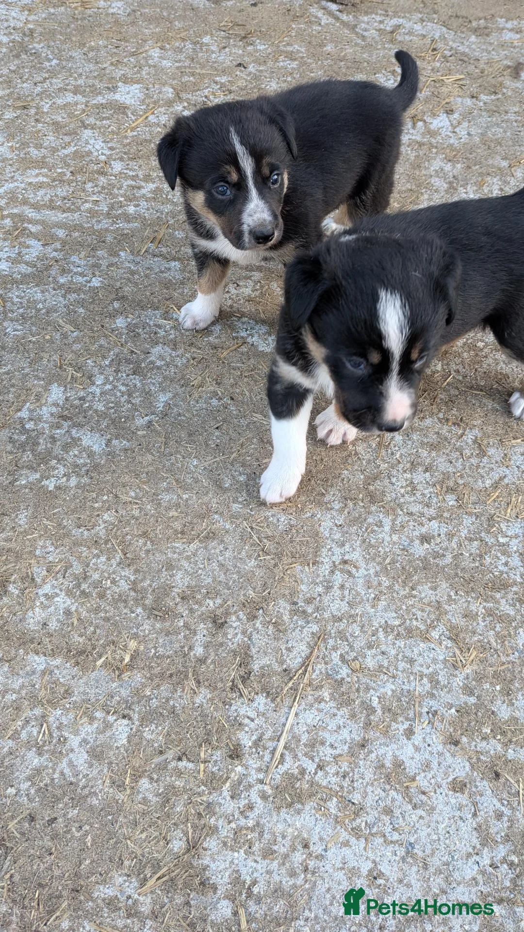 Border Collie dogs for sale: Tri coloured collie pups in Launceston - Advert 1