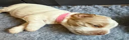 Cocker Spaniel dogs for sale: Adorable Kennel Club Reg. Show Cocker Spaniel Pups - Advert 12