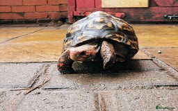 Tortoise reptiles for sale: Female cherry head red foot tortoise - Image 10