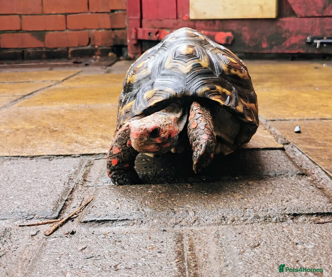 Tortoise reptiles for sale: Female cherry head red foot tortoise - Image 10