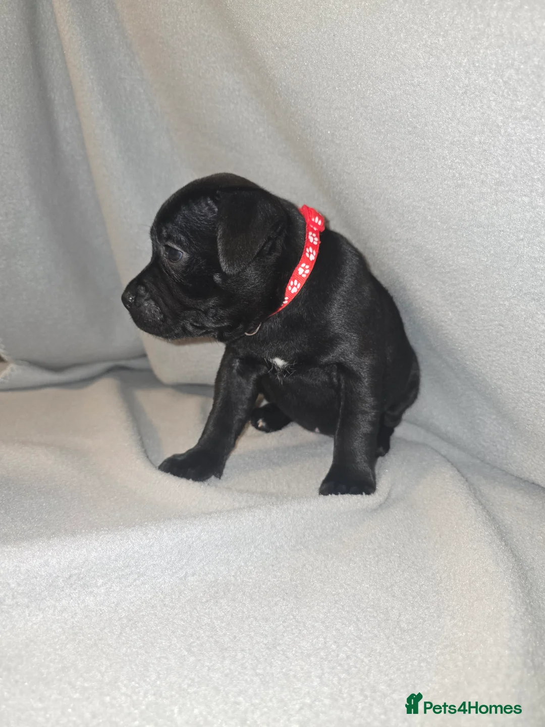 Staffordshire Bull Terrier dogs for sale: Staffordshire bullterrier (LAST 1 ) ready to go - Advert 16