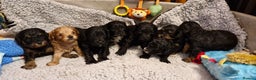 Cavapoo dogs for sale: Gorgeous F1b Cavapoo puppys Health tested parents  - Advert 6