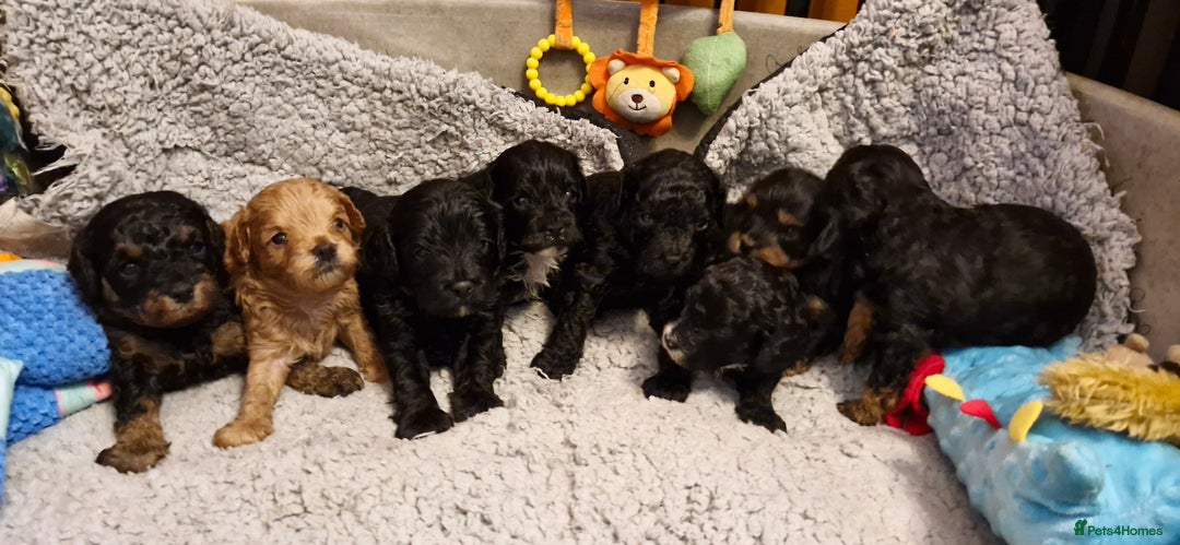 Cavapoo dogs for sale: Gorgeous F1b Cavapoo puppys Health tested parents  - Advert 6