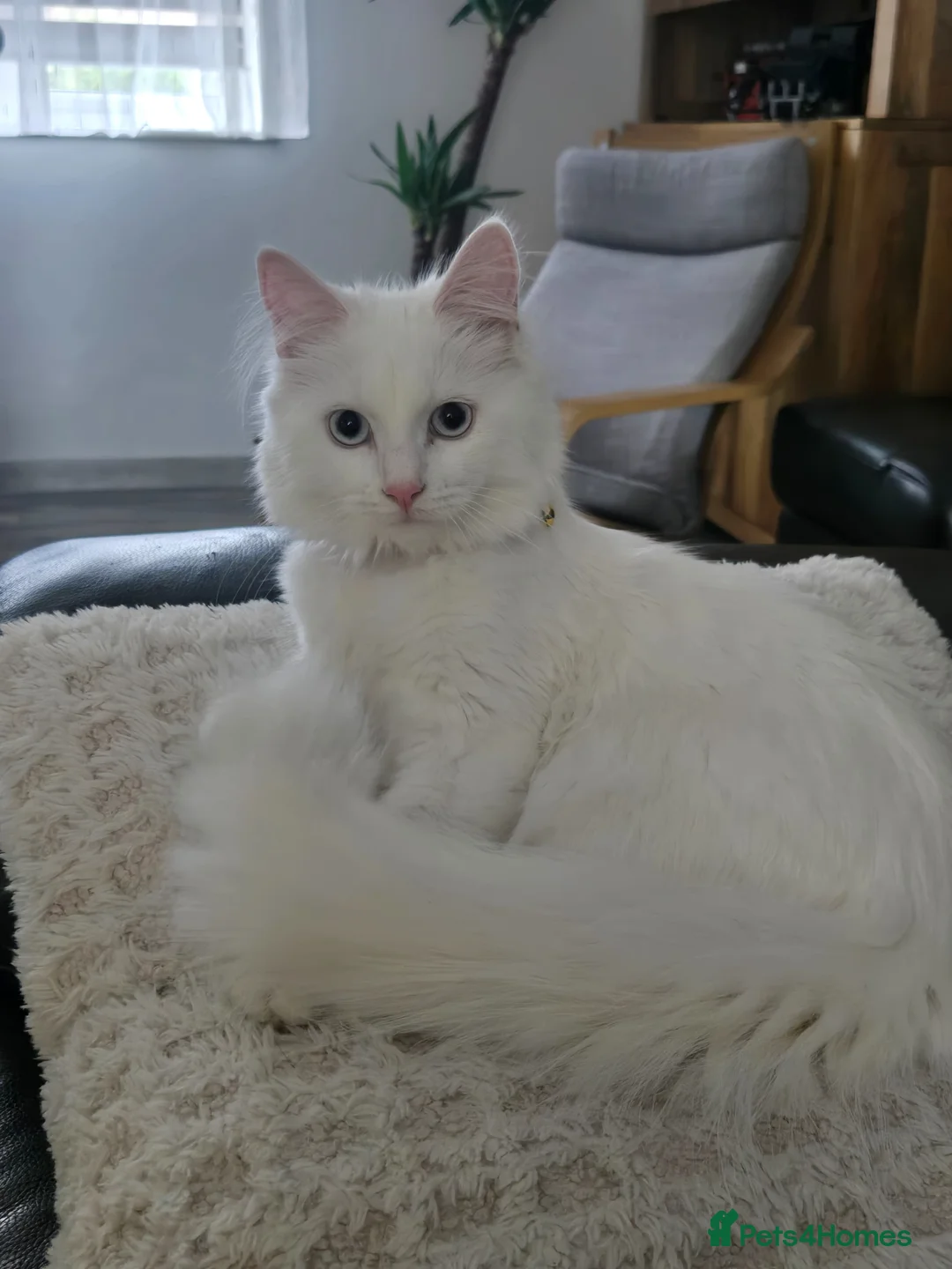 Maine Coon cats for sale: Beautiful 4 white + 1 silver Maine Coon kittens  - Advert 21
