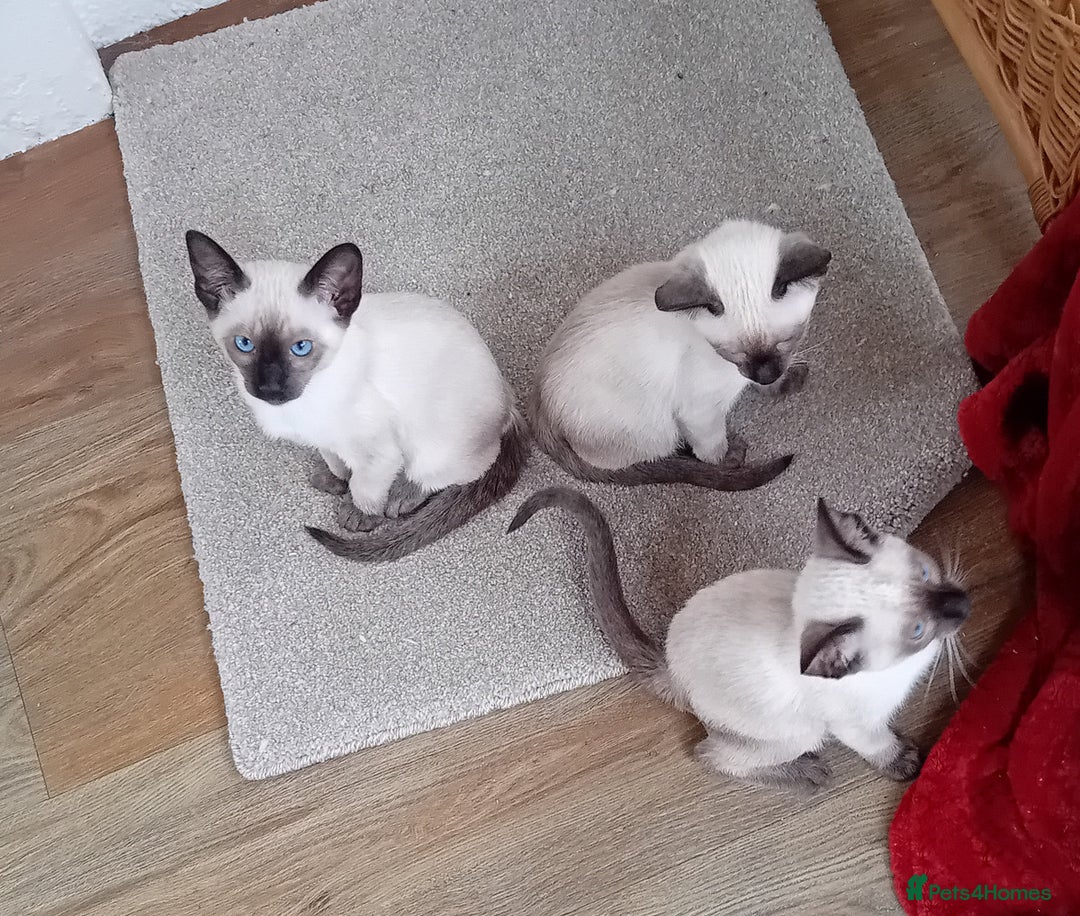 Siamese cats for sale: Traditional seal point boy kitten - Advert 6