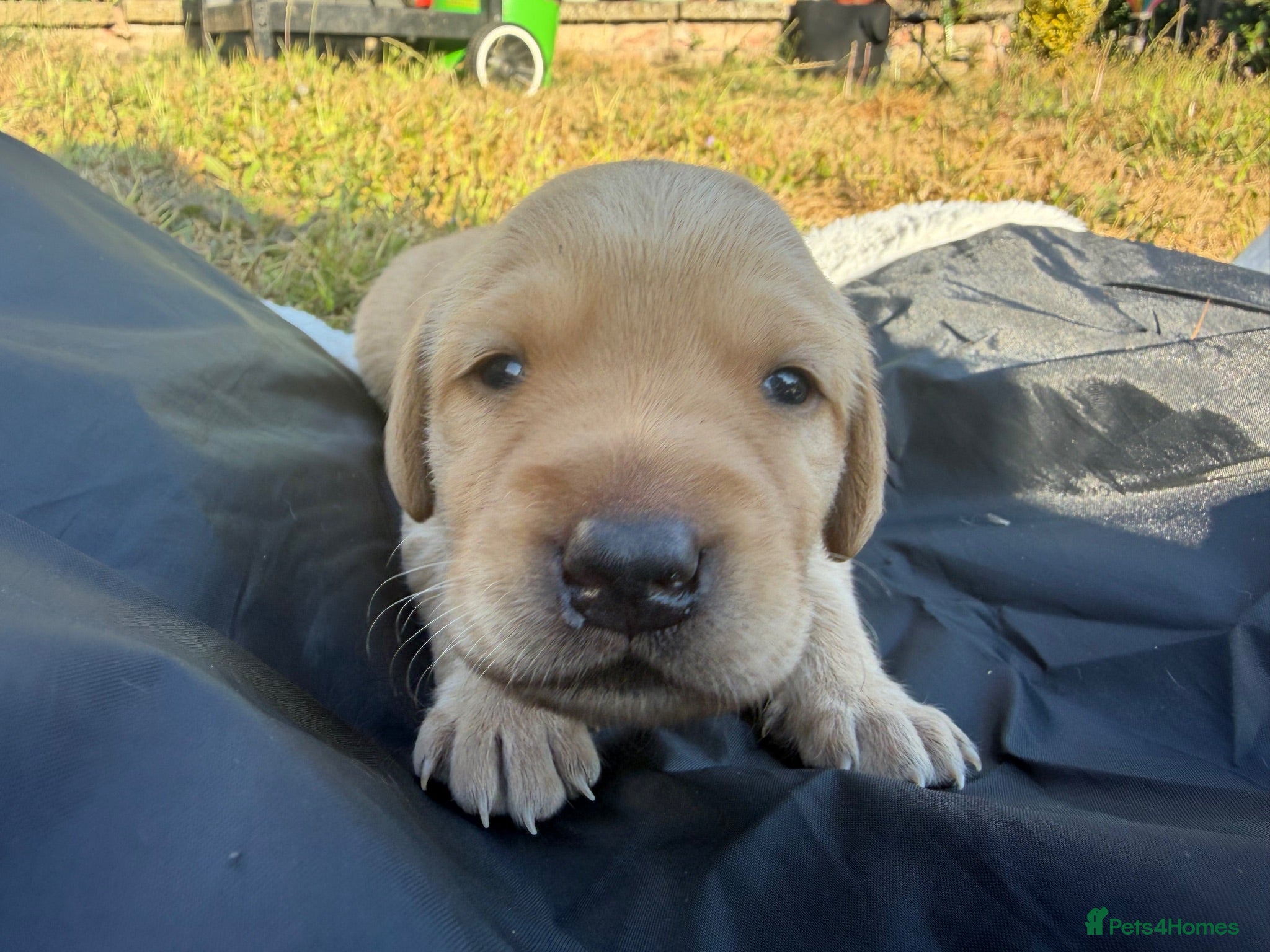 Labrador Retriever dogs Fox red/yellow KC, health tested Labradors  - Advert 13