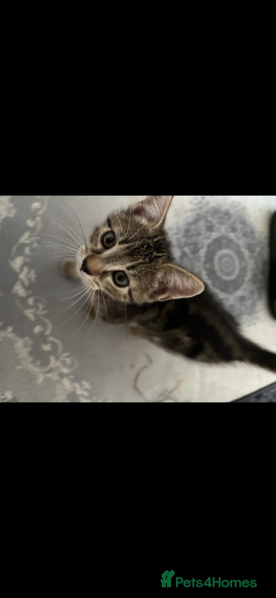Mixed Breed cats for sale: 3 adorable kittens looking for home  in London - Advert 2