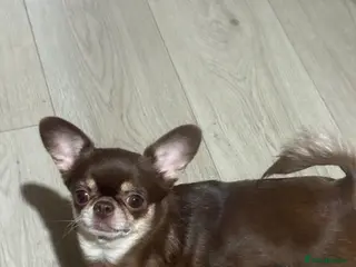 Chihuahua dogs Chihuahua puppies - Advert 9