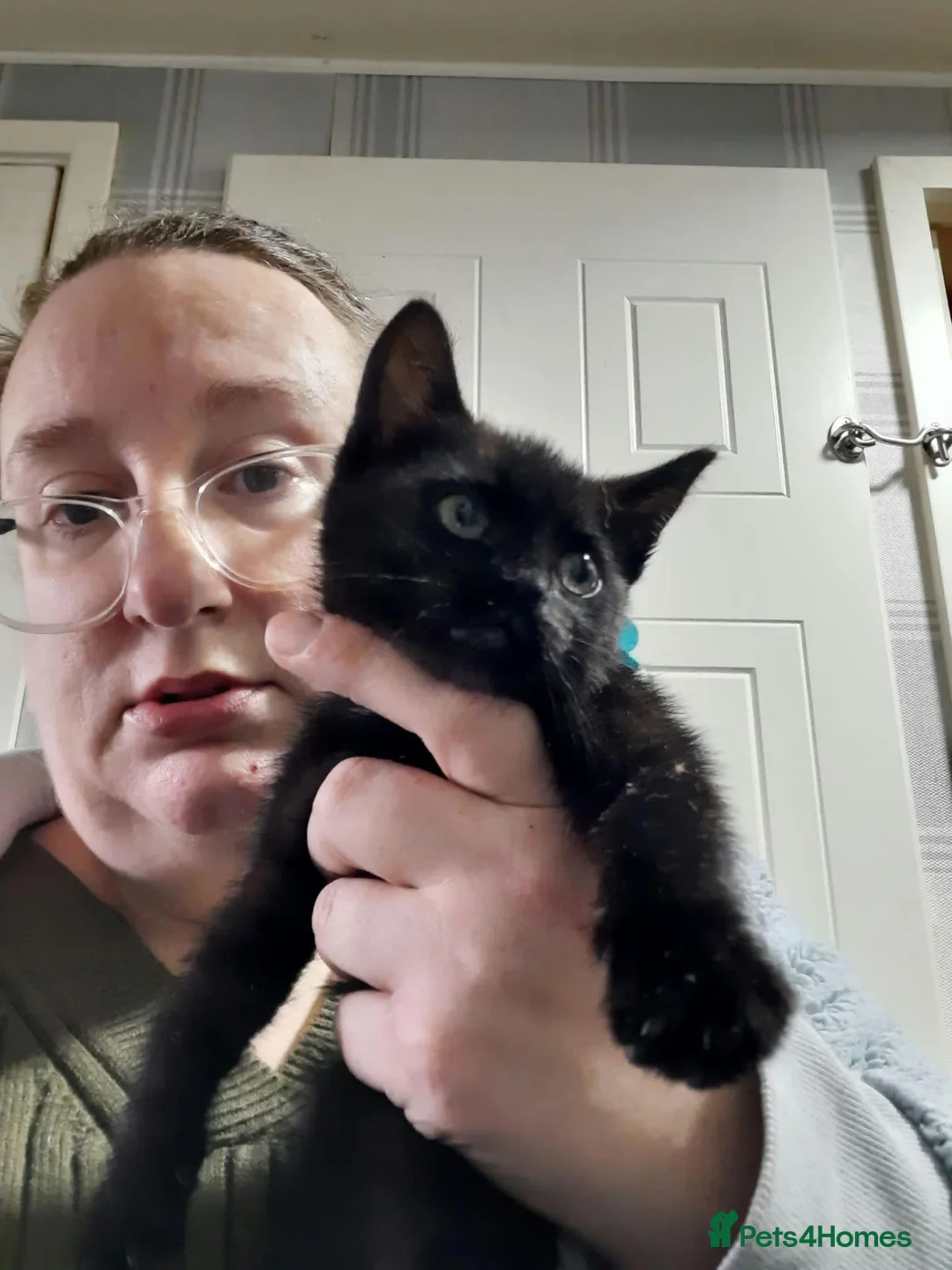 British Shorthair cats for sale: 5 Black Kittens Ready for their forever homes - Advert 6