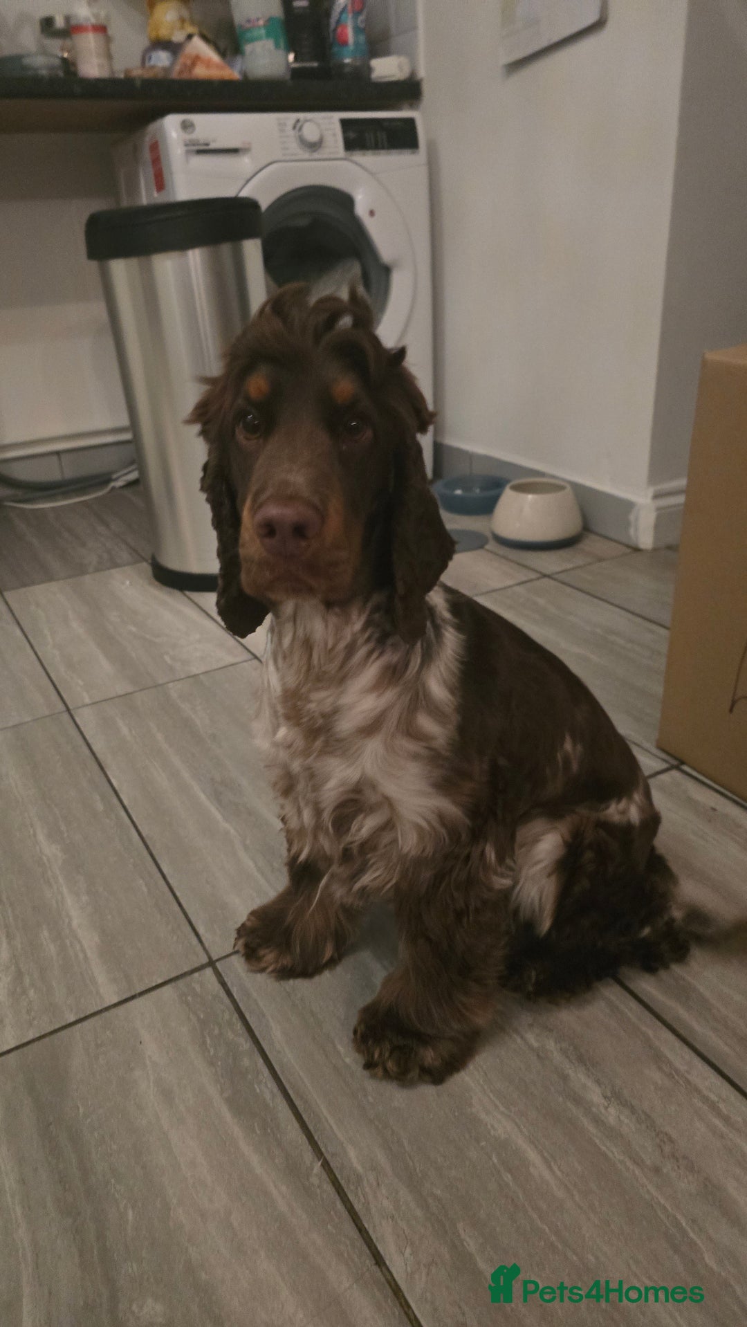 Cocker Spaniel dogs for sale: Chocolate Roan & Tan Cocker Spaniel Puppies - Advert 10