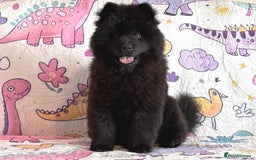 Chow Chow dogs for sale: Stunning genuine chowsky puppies for sale  - Image 25