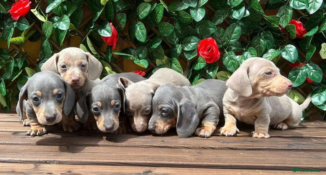 Miniature Dachshund dogs for sale: STUNNING RAINBOW MINIS KC REG PRA CLR - Advert 2