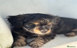 Mixed Breed dogs for sale: Shichon cross dachshund - Image 5