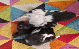 Domestic Shorthair cats for sale: Kittens for sale  - Image 5