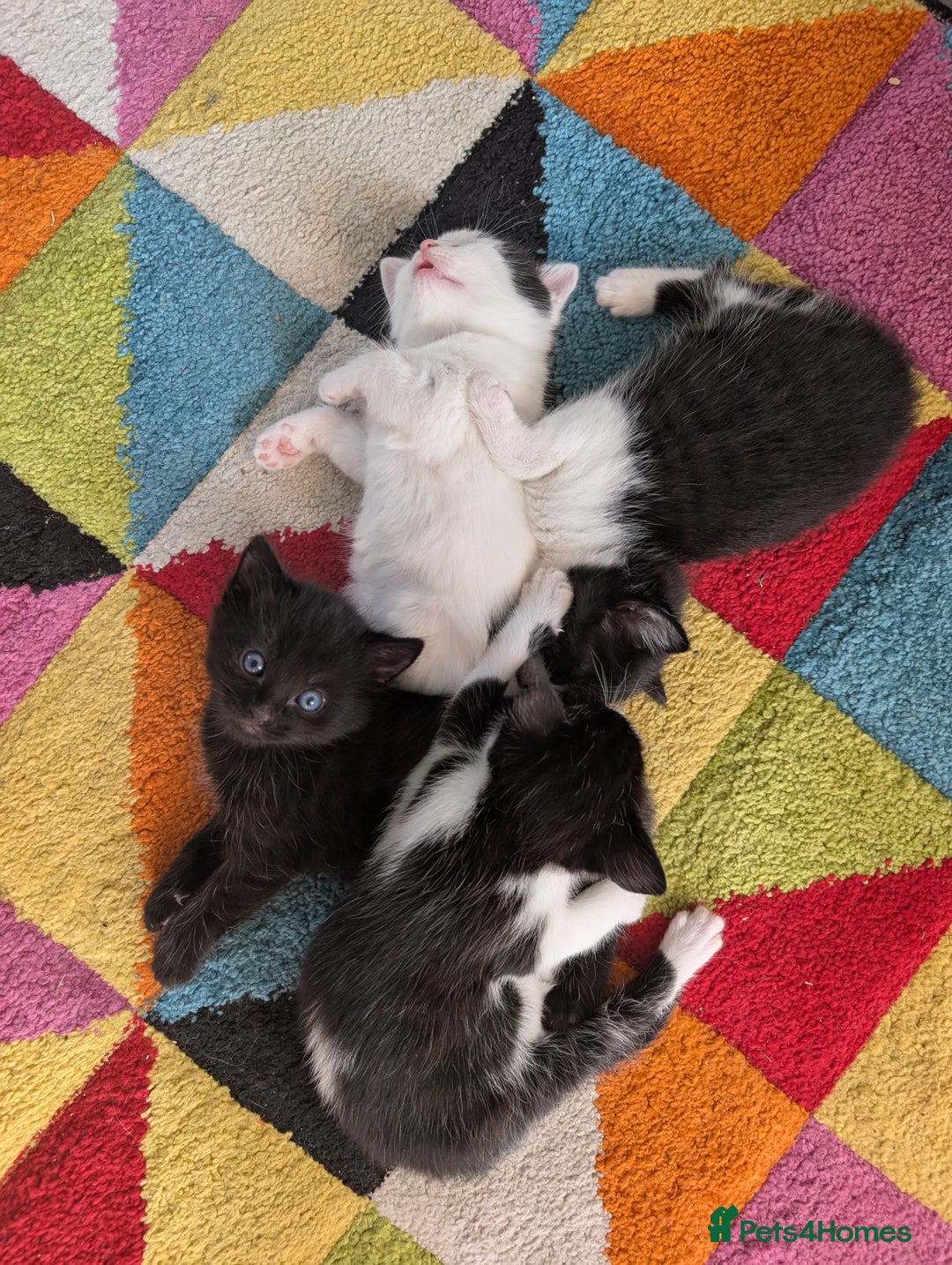 Domestic Shorthair cats for sale: Kittens for sale  - Image 5